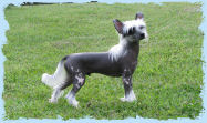 Chinese Crested