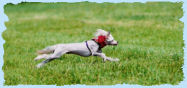 Chinese Crested