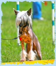 Chinese Crested